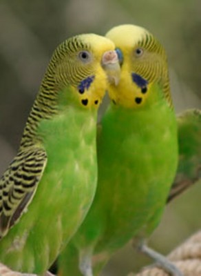 Budgie.jpg
