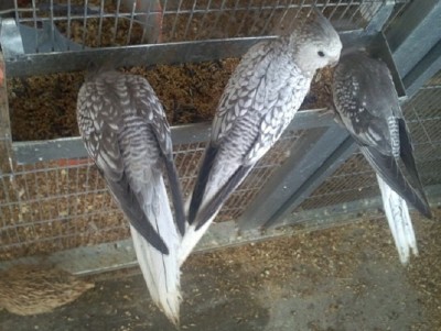 Photo031 (Large).jpg