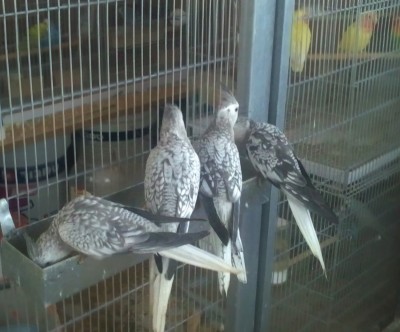 Photo001 (Large).jpg