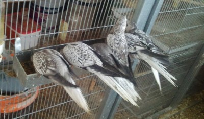 Photo026 (Medium).jpg