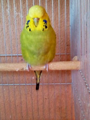 Photo043 (Large).jpg