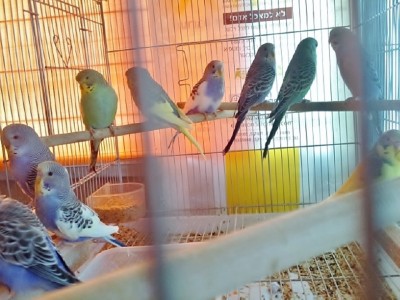 Photo045 (Large).jpg