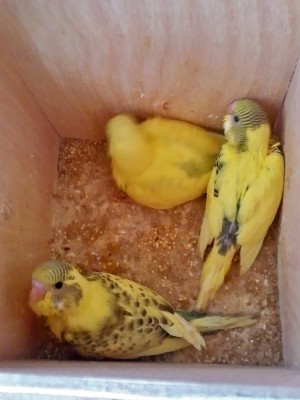 Photo001 (Large) (2).jpg