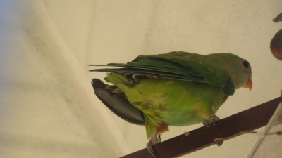 ניתן לראות את העיניים הבולטות