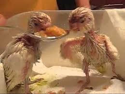 גוזלים של תוכונים בני שבועיים.jpg