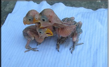 2 week old parakeet chicks.JPG