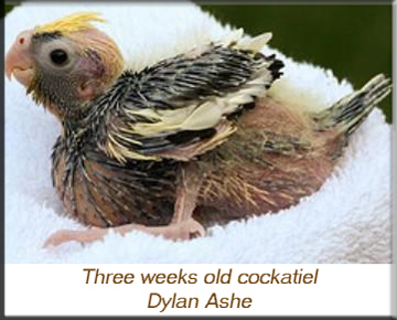 3 weeks old cockatiel.jpg