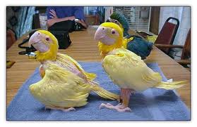 גוזל של ארה היבריד