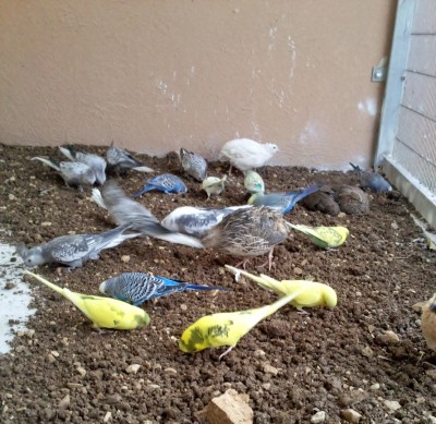 Photo011 (Large).jpg