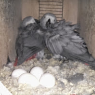 לפני 10 ימים מהיום