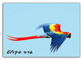 ארה סקרלט.jpg