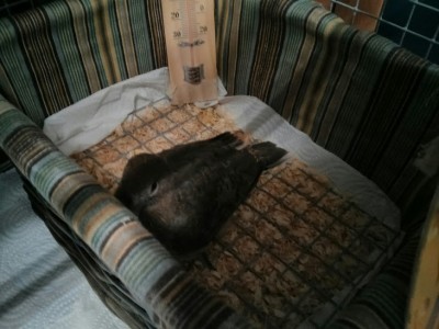 הגוזל בקופסה