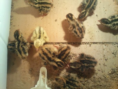 Photo024 (Large).jpg