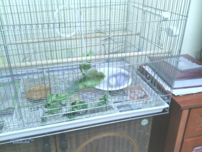 משתכשכים במים (: