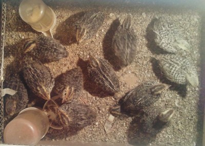 Photo020 (Large).jpg