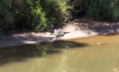 מעוף ראשון עם עדשה זו, חבל שלא יכולתי לקרב את הזום יותר, היה ממש קשה לעקוב אחריה.