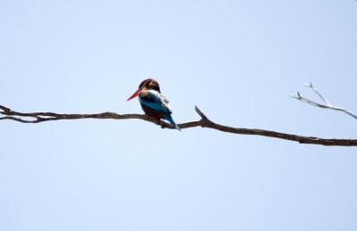 רחוק - כל כך רחוק. רצון למכפיל או עדשה גדולה יותר מתחיל להתעורר אצלי?