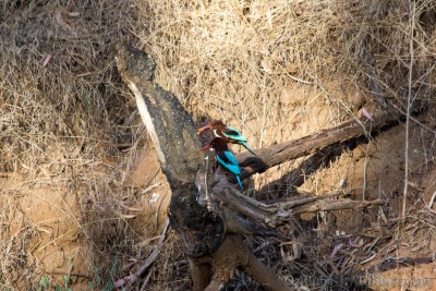 שלדג לבן חזה