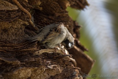 דרור - קוקו! תפסתי אותך על חם.