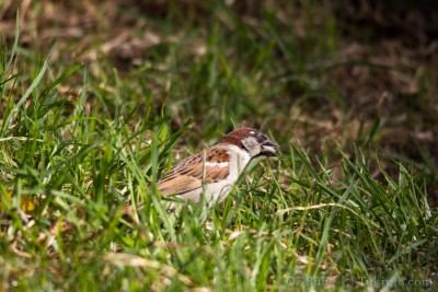 דרור - בתאבון!