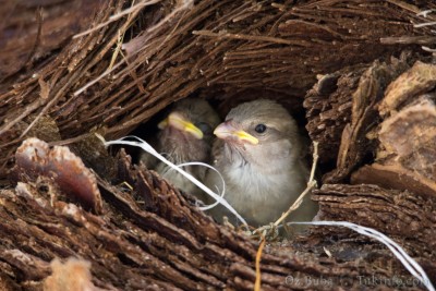 גוזלי דרור - קן בתוך עץ.