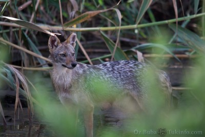 תן - כשבאתי לפנות בוקר ראיתי המון... ביום היה קשה לצלם מבלי שיראו אותך. וכל הכיף זה צילום טבעי.