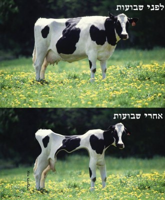 פרה.jpg