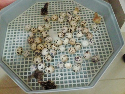 Photo015 (Medium).jpg