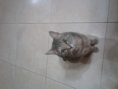 פיצית היפיופה!!