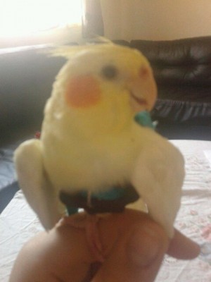 קוקי המהממת!