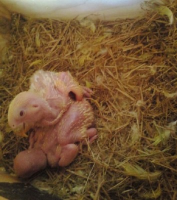 גוזלי ציפורי אהבה לוטינו