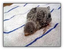 גוזל תוכון.jpg