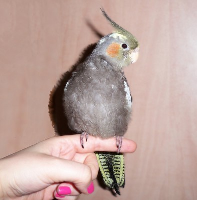 קוקטיל בן חודשיים.jpg