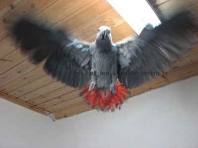 בית הגידול של אלי לאה גוזל ג'אקו