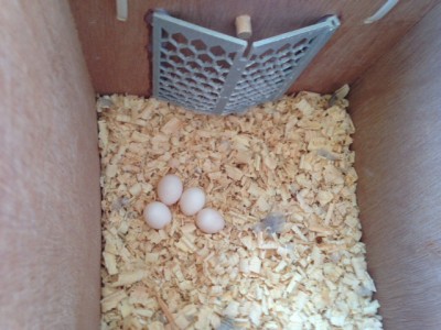 תמונה של הביצים