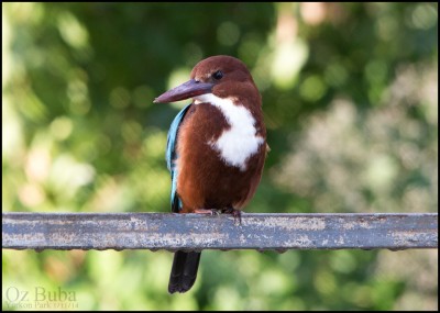 שלדג לבן חזה