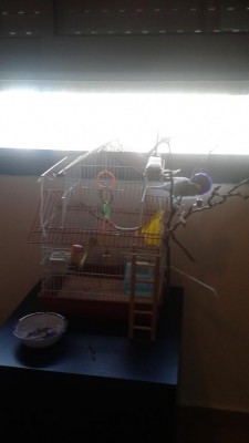 הכלוב של תכלת.jpg