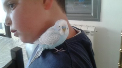 תמונה של תכלת.jpg