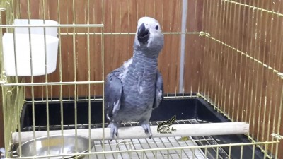 גוזל ג'אקו בית הגידול של אלי לאה