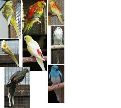 מוטציות מזמרים.jpg1.jpg