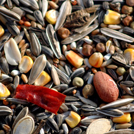 תערובת לתוכים גדולים.jpg