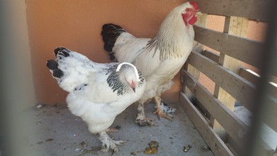 20150403_140723 (Medium).jpg