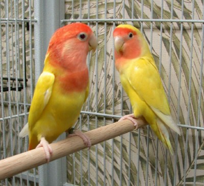 פיץ פייס לוטינו.jpg