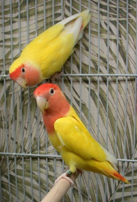 פיץ פייס לוטינו1.jpg