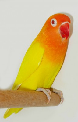 פרסונטה לוטינו.jpg