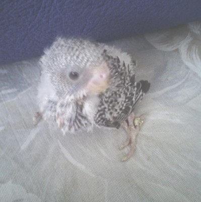 צולם ב-20.7.15 (גם לפני יומיים)