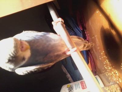 הנוצות... אין לו נוצת זנב בגלל זה זה נראה קטן