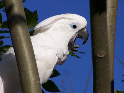Umbrella Cockatoo 6.jpg