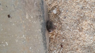 IMG-20150914-WA0013 (1).jpeg