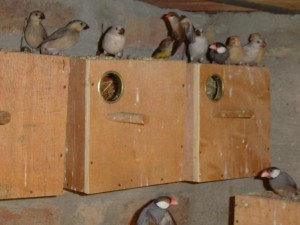 Java-Sparrow-Nest-Box-300x225.jpg